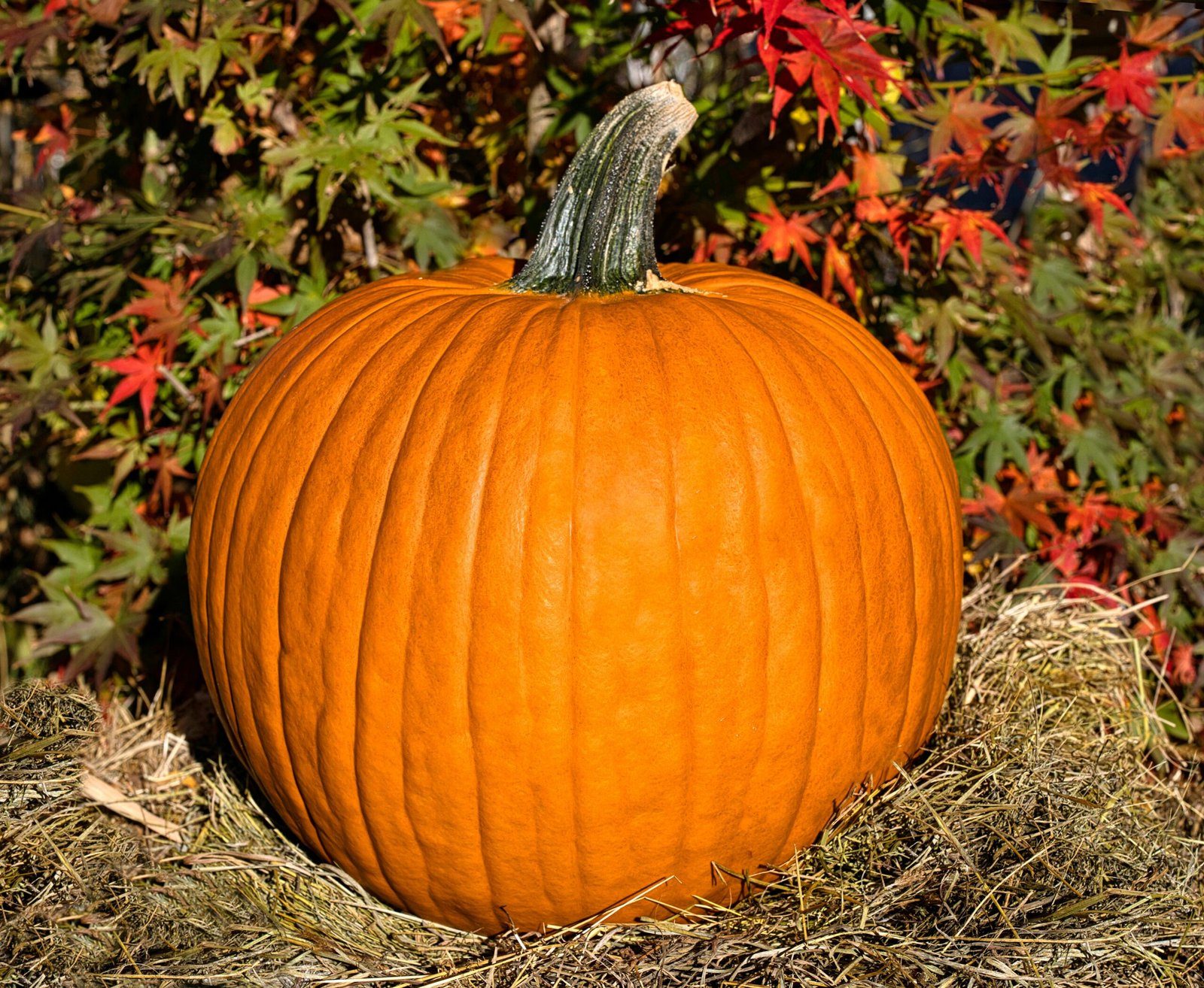 a pumpkin in the grass